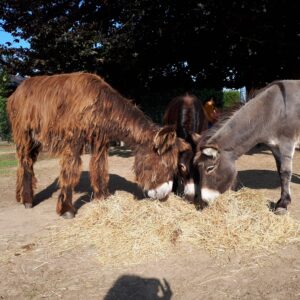 Meter/Peterschap van onze ezels