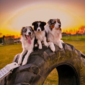 Meter/peterschap van onze hondjes