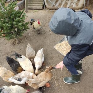 Meter/peterschap van onze eenden en kippen